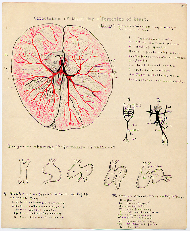 [Zoology Report]